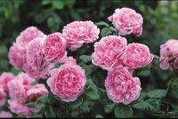 กุหลาบ พันธุ์ Bishops Castle Rose Seeds30 เมล็ดพันธุ์ Garden Seed  ดอกใหญ่ สินค้านำเข้า