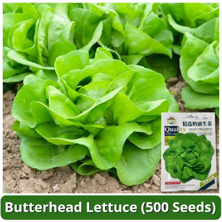 High Yield Butterhead Lettuce Seeds (500 Seed) Hybrid Lettuce Seeds for
