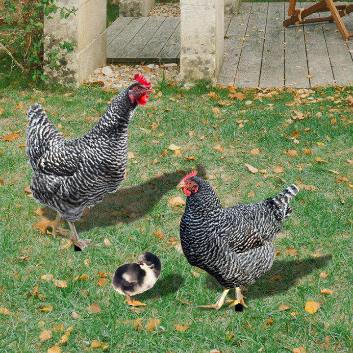 carmelun-ไข่ไก่สมจริง3ชิ้นสำหรับครอบครัวไก่รูปปั้นสวนสวนของตกแต่งบ้านไร่สวนสนามหลังบ้านเครื่องตกแต่งภายนอกชนบท