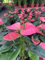 ดอกหน้าวัว สีชมพูเข้ม  Anthurium สายพันธุ์จากฮอลแลนด์  สีชมพูเข้ม พันธุ์แคระต้นเตี้ย ไม้มงคล ไม้ฟอกอากาศ ออกดอกสวยมาก ให้ดอกง่าย ทนทาน ดูแลง่าย กระถาง4.5 นิ้ว