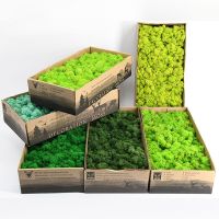 High Quality Artificial Green Plant Immortal Fake Flower Moss Grass Home Living Room Decorative Wall DIY Flower Mini Accessories Electrical Connectors