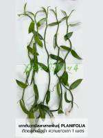 เถาต้นวานิลลา ใบใหญ่ สายพันธุ์แพลนนิโฟเลีย (Planifolia Vanilla Orchid Vine) ความยาวเถา 1 เมตร ตัดยอดเพื่อชำ และรอแทงราก