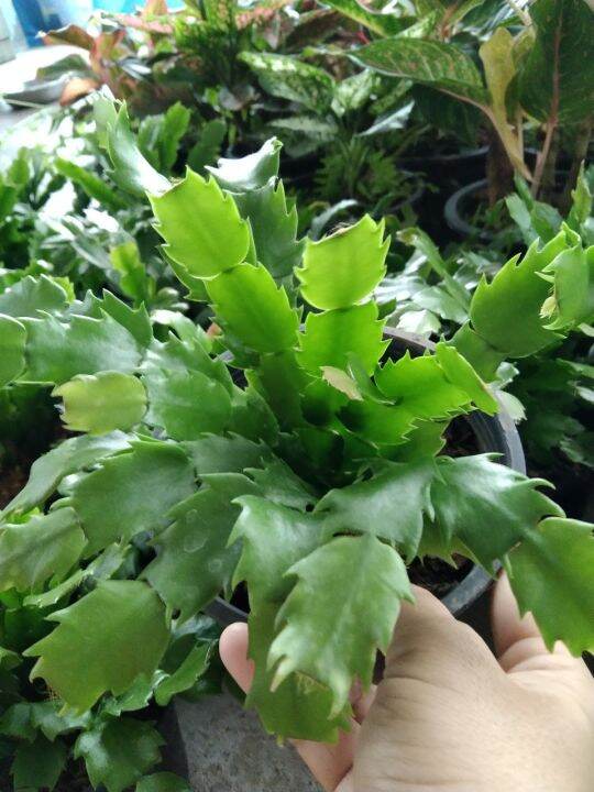 ต้นดอกโบตั๋นแคระหรือคริสมาสแคคตัส-christmas-cactus-จัดส่งแบบสุ่มดอกคละสี-ชมพู-แดง-ขาว-ส้ม-ม่วง-กระถาง5นิ้ว-ชอบแดดรำไร-เลี้ยงง่ายทนไม่ชอบน้ำ