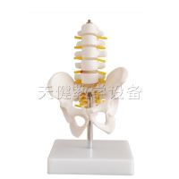 Small pelvic girdle five lumbar spine models orthopaedic model lumbar human bones