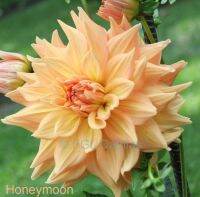 1 รากเหง้า/ออเดอร์ รักเร่ Dahlia สายพันธุ์ Honeymoon หัวรักเร่ ดอกไม้ หัวหน่อ เหง้า นำเข้า เนเธอร์แลน หัวสดใหม่