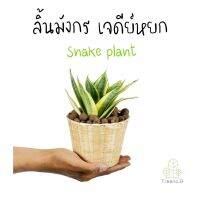 ( Promotion+++) คุ้มที่สุด T456 ลิ้นมังกร เจดีย์หยก (snake plant) กระถาง 4 นิ้ว งานนำเข้า สูง 20-25 ซม. ไม้ประดับ ใบสวย แข็งแรง เป็นต้นไม้ฟอกอากาศ ราคาดี พรรณ ไม้ น้ำ พรรณ ไม้ ทุก ชนิด พรรณ ไม้ น้ำ สวยงาม พรรณ ไม้ มงคล