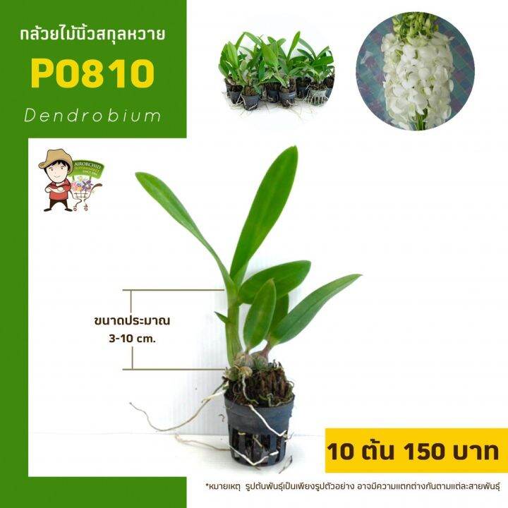 โปรโมชั่น-กล้วยไม้นิ้วสกุลหวาย-dendrobium-p0-ราคาดี-ต้นไม้-ฟอก-อากาศ-กระถาง-ต้นไม้-ไม้-ประดับ-ต้นไม้-ปลูก-ใน-บ้าน