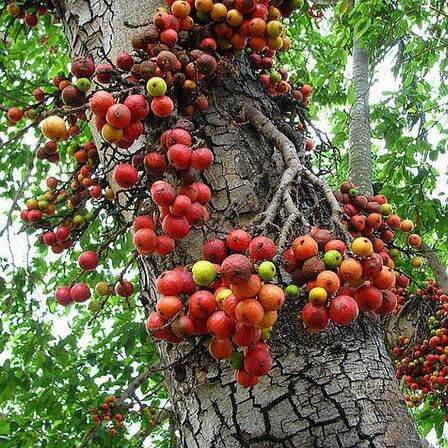 สุดคุ้ม-ต้นมะเดื่ออุทุมพร-หรือ-มะเดื่อชุมพร-cluster-fig-จัดส่งพร้อมถุง-8-นิ้ว-1ต้น-ชุด-ราคาถูก-พรรณ-ไม้-น้ำ-พรรณ-ไม้-ทุก-ชนิด-พรรณ-ไม้-น้ำ-สวยงาม-พรรณ-ไม้-มงคล