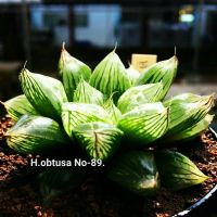 Haworthia obtusa No-89. A074