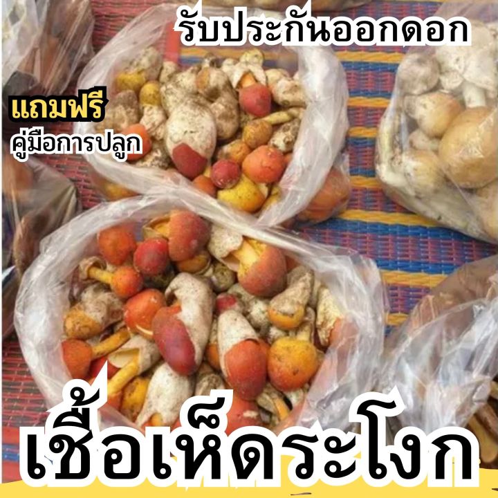 หัวเชื้อเห็ดระโงก-เชื้อเห็ด-แบบเข้มข้น-หมักจนเป็นจุลินทรีย์ฮอโมน-รับประกันออกดอก