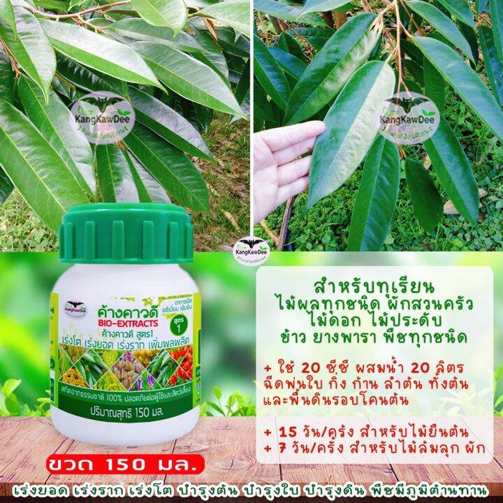 พืชใบเหลือง-ไม่โตไม่แตกยอด-ฟื้นบำรุงต้นใบราก-เร่งโตไว-เร่งแตกยอด-ขยายลำต้น-ติดดอกติดผลดก-ปุ๋ยน้ำทางใบ-ค้างคาวดี-สูตร1-150มล