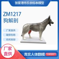 Manufacturers supply anatomical model large dogs model skeleton specimen canine biological teaching model instrument on the spot
