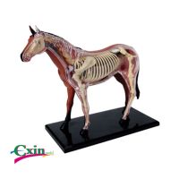 The original 4 d simulation animal Master educational toy horse organ anatomical medical teaching model