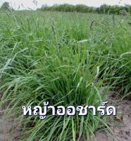 หญ้าออชาร์ด Orchard Grass Seed เมล็ดพันธุ์หญ้าออชาร์ด  สำหรับพวกหนูแฮมเตอร์และกระต่าย บรรรจุ 300 เมล็ด 10 บาท