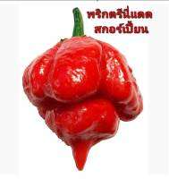 พริก เมล็ดพันธุ์พริกตรีนี่แดด สกอร์เปี้ยน Trinidad Scorpion Seeds เผ็ดลิ้นชา ระดับความเผ็ด 2,009,231 SHU บรรจุ 5 เมล็ด