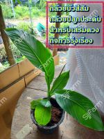 กล้วยบัวส้ม (Flowering banana) เป็นต้นขุดสด จัดส่งขนาดคละไซส์ ขุดตามออเดอร์ จัดส่ง 1-3 วันได้รับสินค้า รบกวนอ่านรายละเอียด