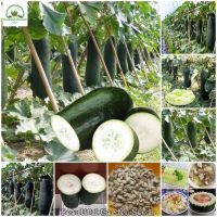 เมล็ดพันธุ์ ฟักใหญ่ Big Winter Melon Seeds Organic Vegetable Seeds for Planting บรรจุ 30 เมล็ด เมล็ดพันธุ์ผัก ผักออแกนิค พันธุ์ผัก ต้นบอนไซ บอนไซ เมล็ดพันธุ์พืช ปลูกผัก ผักสวนครัว เมล็ดพันธุ์แท้ 100% ปลูกง่าย ปลูกได้ทั่วไทย อัตรางอกสูง plants plant