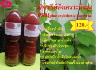 จุลินทรีย์สังเคราะห์แสง หรือ PSB(photosybthetic bacteria) สูตรเข้มข้น ขนาด 1.5 ลิตร 2 ขวด หัวเชื้อคุณภาพดี เกรดพรีเมี่ยม เชื้อสดแข็งแรงต่อเชื้อง่าย  ปราศจากสารเคมี ปลอดภัยต่อสิ่งแวดล้อม