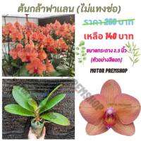 ฟาแลนนอปซิส สีส้ม (ไม่เเทงช่อ)ไซส์กลาง กระถาง 2.5 นิ้ว Phalaenopsis