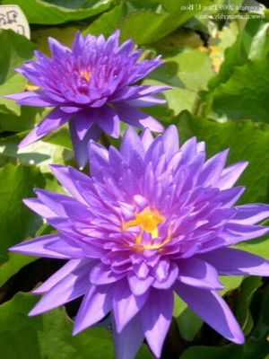 เมล็ดบัว 5 เมล็ด ดอกสีม่วง ดอกเล็ก พันธุ์แคระ จิ๋ว ของแท้ 100% เมล็ดพันธุ์บัวดอกบัว ปลูกบัว เม็ดบัว สวนบัว บัวอ่าง Lotus seed.