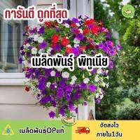 ถูกที่สุด เมล็ดพันธุ์ ดอกพิทูเนีย หลากสี