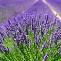 เมล็ดพันธุ์ ลาเวนเดอร์ Lavendula angustifolia lavender 100 เมล็ด เมล็ดพันธุ์นำเข้าจาก อังกฤษ เมล็ดเพาะปลูก