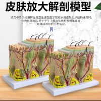 Skin structure anatomical model beauty teaching level of organization three-dimensional structure stitching micro plastic mould