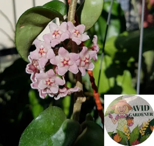 Hoya Compacta Curly/Hindu Rope Plant (Ready Stock) | Lazada
