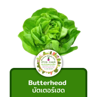 เมล็ดพันธุ์ บัตเตอร์เฮด Butterhead ประมาณ 110 เมล็ด (0.1กรัม) [10แถม1] เมล็ดพันธุ์ ผักสลัด อัตราการงอกดี