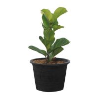 ?สินค้าขายดี? [1 ชุด]ต้นไทรใบสัก (คอมแพค) สวนปณีตา FIDDLE-LEAF FIG PANEETA GARDEN