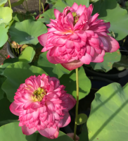 5 เมล็ด บัวนอก บัวนำเข้า บัวสายพันธุ์ TOWER OF DAY AND NIGHT LOTUS สีชมพู สวยงาม ปลูกในสภาพอากาศประเทศไทยได้ ขยายพันธุ์ง่าย เมล็ดสด