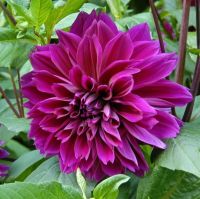 1 หัว/ออเดอร์ รักเร่ Dahlia Bulbs สายพันธุ์ Thomas Edison หัวรักเร่ ดอกไม้ หัวหน่อ เหง้า นำเข้า เนเธอร์แลน หัวสดใหม่