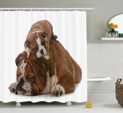 English Bulldog Shower Curtain Father and Son Bulldogs Fathers Day Photograph Domestic Pet Animals Home Decor Bathroom Curtains