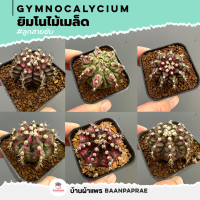 ยิมโนไม้เมล็ด #ลูกสายยับ Gymnocalycium แคคตัส กระบองเพชร cactus&amp;succulent