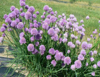 Common Chives ต้นหอมฝรั่ง (ไชว์ส)