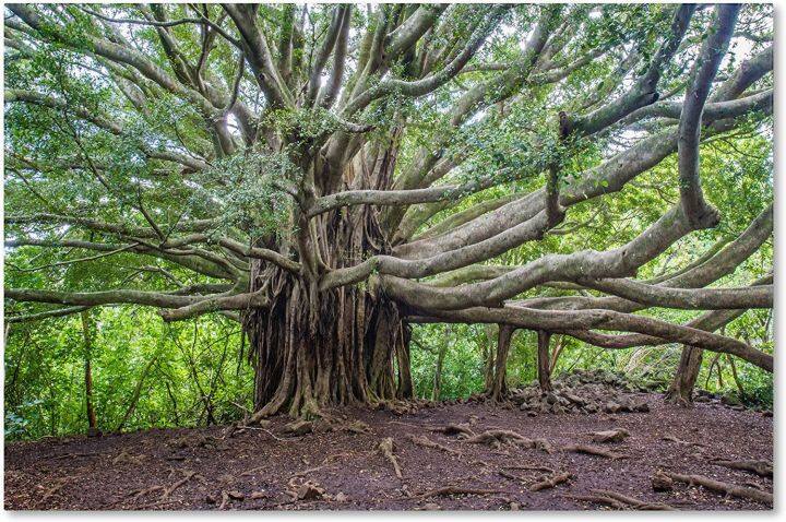 banyan-artwork-by-pierre-leclerc-by-inch-ศิลปะบนผืนผ้าใบสำหรับติดกำแพง