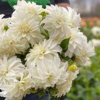 20 เมล็ดพันธุ์ รักเร่ Dahlia Seeds สายพันธุ์ LADY LIBERTY สีขาว รักเร่ รักแรกพบ ดอกไม้แห่งมิตรภาพ ความรักเริ่มต้น เพาะเลี้ยงง่าย ตั้งโต๊ะทำงาน