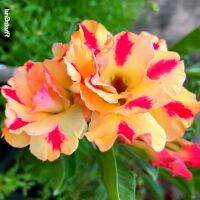 10 เมล็ด เมล็ดพันธุ์ ชวนชม สายพันธุ์ไต้หวัน ดอกสีส้ม Adenium Seeds กุหลาบทะเลทราย Desert Rose ราชินีบอนไซ อัตราเปอร์เซ็นต์การงอก 80-90% มีคู่มือปลูก