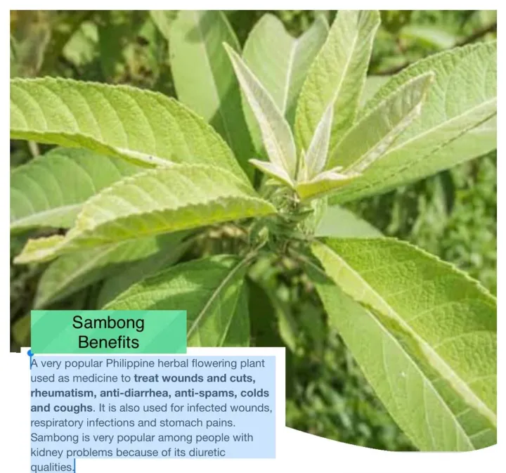 Sambong Herbal Plant Seeds Powerful Plants Tropical Seed Lazada PH
