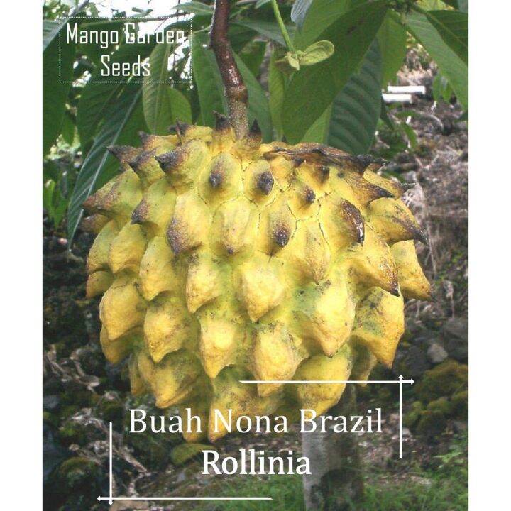 bunga ★Rare Yellow Custard Apple Rollinia Fruits Seeds - 5 Seed Big Pot ...