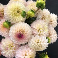 1 หัว/ออเดอร์ รักเร่ Dahlia Bulb สายพันธุ์ Camano Zoe หัวรักเร่ ดอกไม้ หัวหน่อ เหง้า นำเข้า เนเธอร์แลน หัวสดใหม่