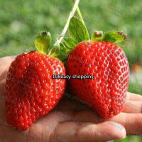 เมล็ดพันธุ์ สตรอว์เบอร์รี strawberry เมล็ดพันธุ์สตรอเบอร์รี่ สตรอว์เบอร์รีสวน สตรอว์เบอร์รียักษ์