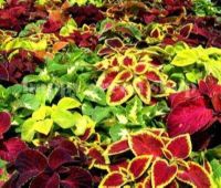 50 เมล็ด เมล็ดพันธุ์ ฤาษีผสม Coleus seed เปอร์เซ็นต์การงอก 80-90%