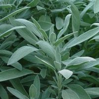 เมล็ดพันธุ์ เสจ (Broadleaf Sage Seed) บรรจุ 25 เมล็ด คุณภาพดี ราคาถูก ของแท้ 100%