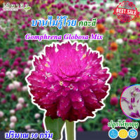 ดอกไม้ ดอกบานไม่รู้โรย Gomphrena Globosa Mix  30 กรัม คละสี เมล็ดคุณภาพ ซองเมล็ดดอกไม้