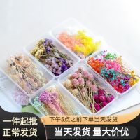 [COD] Meimuer diy dried flower bag full of stars handmade group building art immortal decoration one piece on behalf