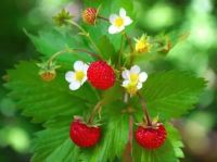 เมล็ดพันธุ์ Strawberry seed สายพันธุ์ Alpine (Fragaria vesca) 50 เมล็ด เมล็ดพันธุ์จาก ยุโรป