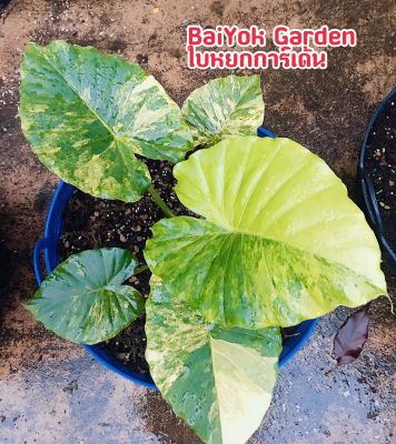 อโลคาเซีย หูช้างด่างเหลือง ไซส์แม่พันธุ์ : Alocasia Gageana Aurea Variegated : ไม้สะสม ไม้ประดับ