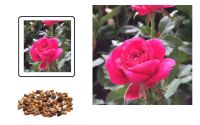 Plant Seeds เมล็ดพันธุ์ 30 เมล็ด ดอกกุหลาบ สีม่วง พันธุ์ดอกใหญ่ นำเข้า Rose Seeds