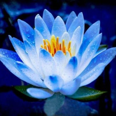 เมล็ดบัว 5 เมล็ด ดอกสีฟ้า ดอกเล็ก พันธุ์แคระ จิ๋ว ของแท้ 100% เมล็ดพันธุ์ Seeds Bonsaiบัวดอกบัว ปลูกบัว เม็ดบัว สวนบัว บัวอ่าง Lotus Seed.